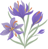 گل زعفران