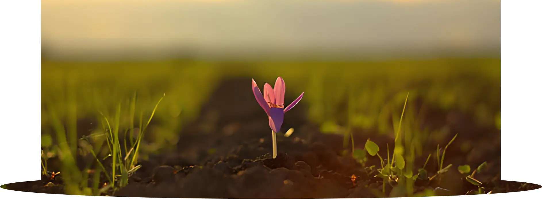 از دل مزرعه، تا لحظه‌ای که رنگ سفره‌تان طلایی می‌شود